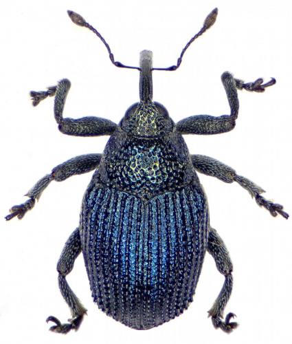 Ceutorhynchus chlorophanus